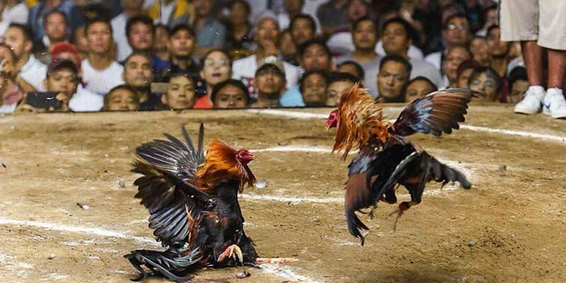 Hình thức cược phổ biến tại đá gà W188