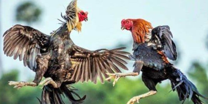 Đá Gà Cựa Sắt - Nơi Quyết Đấu Của Chiến Kê Hạng Nhất 