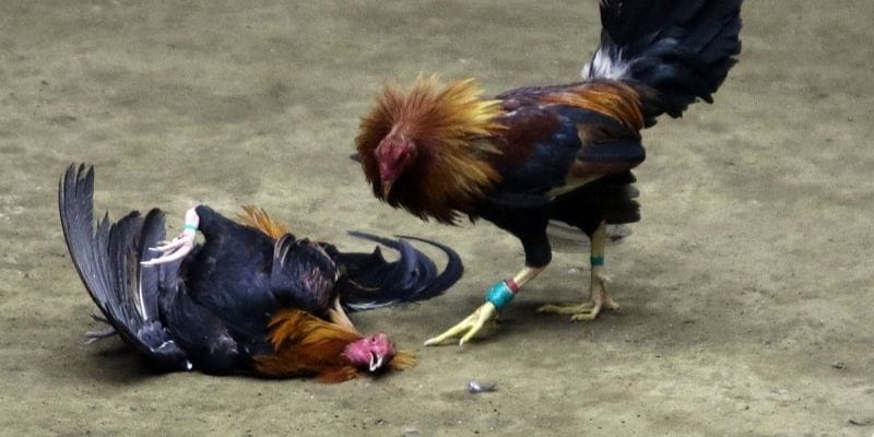 Thế gà đá xạ là gì?